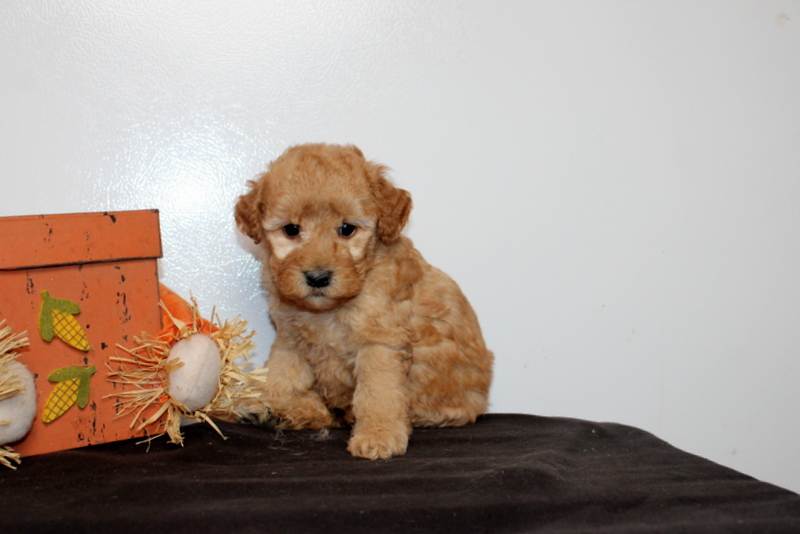 puppy, for, sale, Mini Goldendoodle F2B, Matthew B. Stoltzfus, dog, breeder, Gap, PA, dog-breeder, puppy-for-sale, forsale, nearby, find, puppyfind, locator, puppylocator, aca